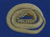 藏品(沖繩翠青蛇)的圖片